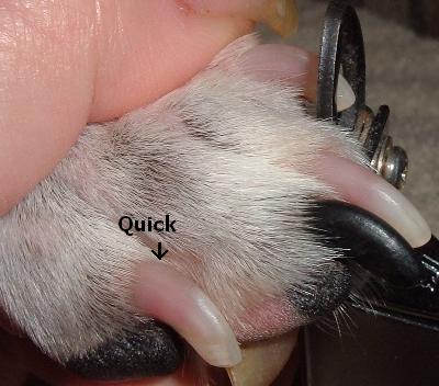 You want to cut right before the quick. If your dog has black nails,